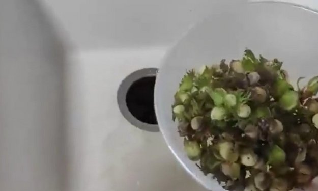Измельчитель пищевых отходов InSinkErator ISE M 66 (video 2)
