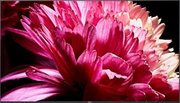Телевизор Сони KD-75XG9505 фото 3 в Краснодаре Телевизор Sony KD-75XG9505 фото 3 в Краснодаре