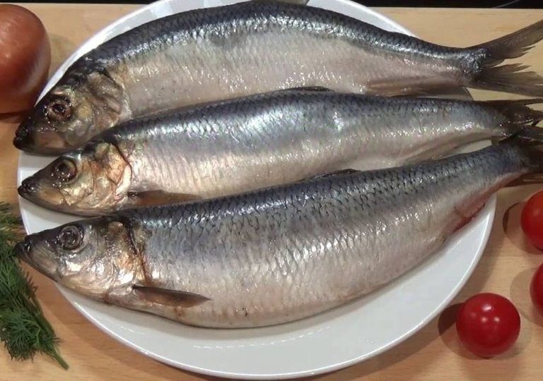 Можно ли, как и сколько хранить селедку в холодильнике Можно ли, как и сколько хранить селедку в холодильнике